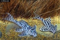 Zebra-Harnischwels, Hypancistrus Spec. L173, 4-5 Cm -Zoofachgeschäft Hypancistrus species L173 02