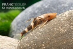 Orange-Otocinclus, Nannoptoma Spec. Orange -Zoofachgeschäft Hypoptopoma sp Peru Orange 11