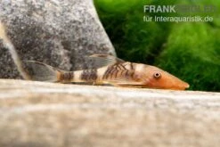 Orange-Otocinclus, Nannoptoma Spec. Orange -Zoofachgeschäft Hypoptopoma sp Peru Orange 12