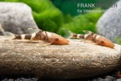 Orange-Otocinclus, Nannoptoma Spec. Orange -Zoofachgeschäft Hypoptopoma sp Peru Orange 8