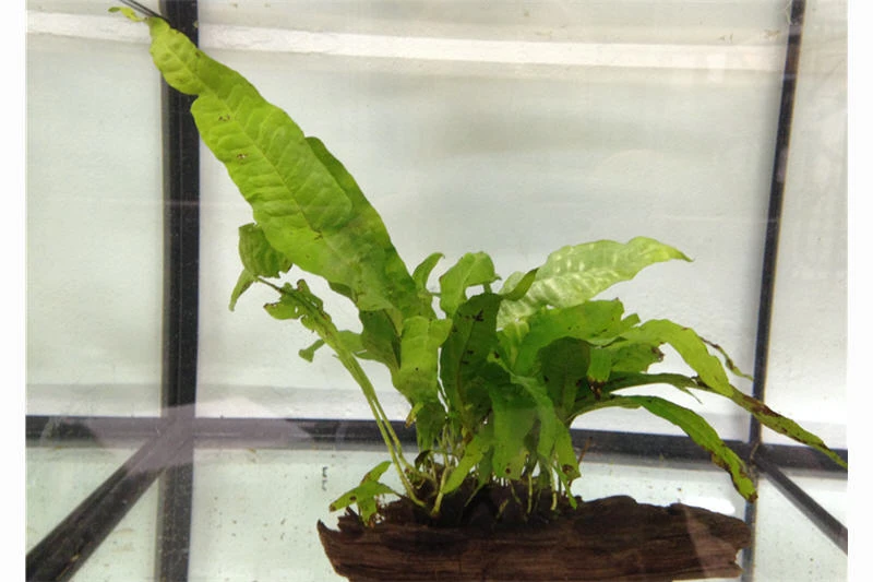 Ordnung im Barschbecken: Set aus Rennschnecken und einer bepflanzten Wurzel Ordnung Im Barschbecken: Set Aus Rennschnecken Und Einer Bepflanzten Wurzel -Zoofachgeschäft IMG 0287