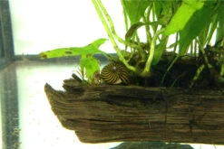 Ordnung Im Barschbecken: Set Aus Rennschnecken Und Einer Bepflanzten Wurzel 4 Ordnung Im Barschbecken: Set Aus Rennschnecken Und Einer Bepflanzten Wurzel -Zoofachgeschäft IMG 0289 2