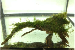 Bundle Scaper Truppe: 10 X Crystal Red Garnele + Mangrovenwurzel Mit Moos -Zoofachgeschäft IMG 0293