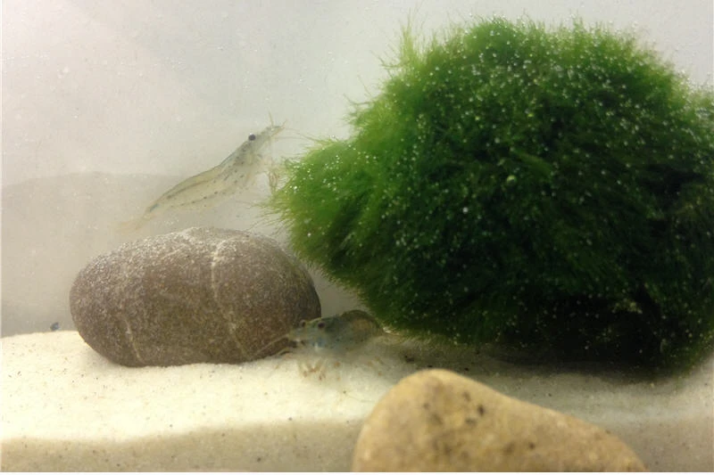 Bundle Große Putz-Truppe: 5 x Rennschnecke + 2 x Tylomelania + 6 x Amanogarnele Bundle Große Putz-Truppe: 5 X Rennschnecke + 2 X Tylomelania + 6 X Amanogarnele -Zoofachgeschäft IMG 0296