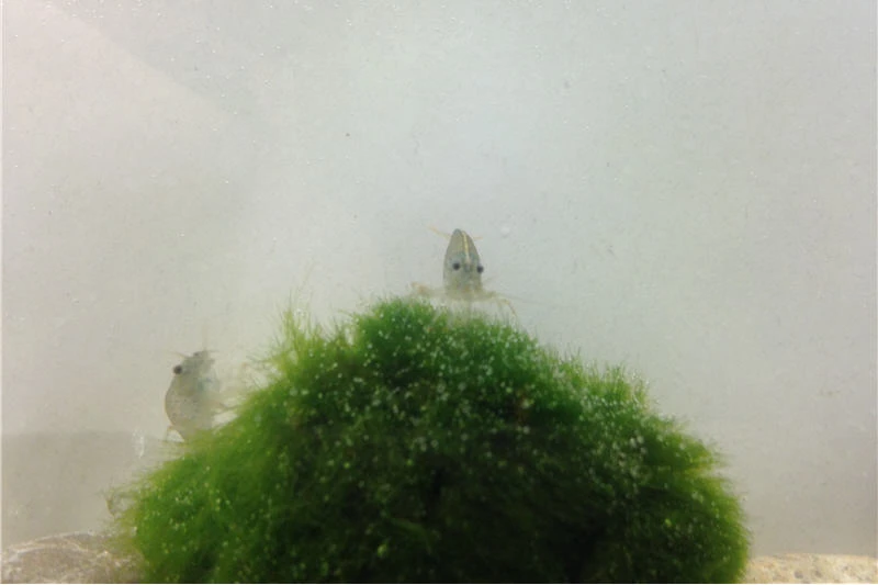 Bundle Große Putz-Truppe: 5 x Rennschnecke + 2 x Tylomelania + 6 x Amanogarnele Bundle Große Putz-Truppe: 5 X Rennschnecke + 2 X Tylomelania + 6 X Amanogarnele -Zoofachgeschäft IMG 0304