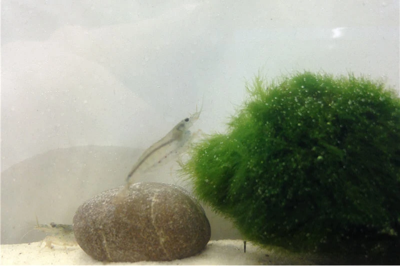 Bundle Große Putz-Truppe: 5 x Rennschnecke + 2 x Tylomelania + 6 x Amanogarnele Bundle Große Putz-Truppe: 5 X Rennschnecke + 2 X Tylomelania + 6 X Amanogarnele -Zoofachgeschäft IMG 0311