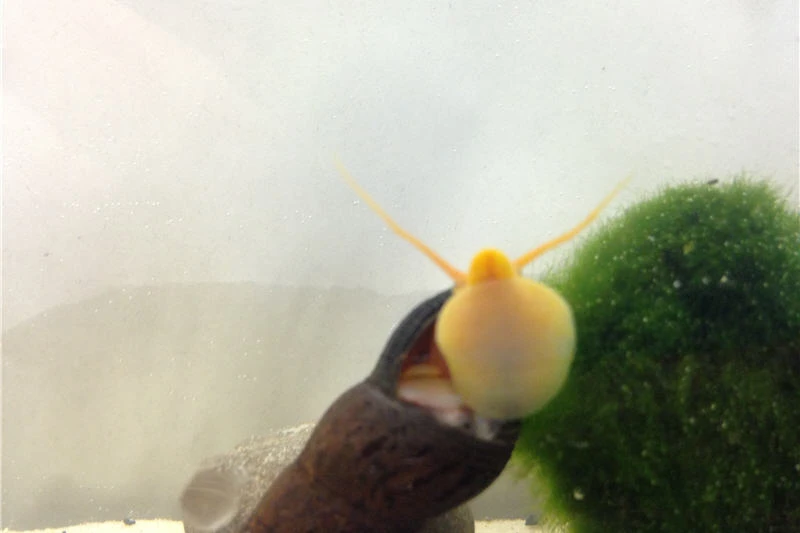 Bundle Große Putz-Truppe: 5 x Rennschnecke + 2 x Tylomelania + 6 x Amanogarnele Bundle Große Putz-Truppe: 5 X Rennschnecke + 2 X Tylomelania + 6 X Amanogarnele -Zoofachgeschäft IMG 0330