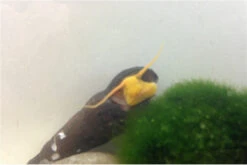 Bundle Große Putz-Truppe: 5 X Rennschnecke + 2 X Tylomelania + 6 X Amanogarnele 7 Bundle Große Putz-Truppe: 5 X Rennschnecke + 2 X Tylomelania + 6 X Amanogarnele -Zoofachgeschäft IMG 0334