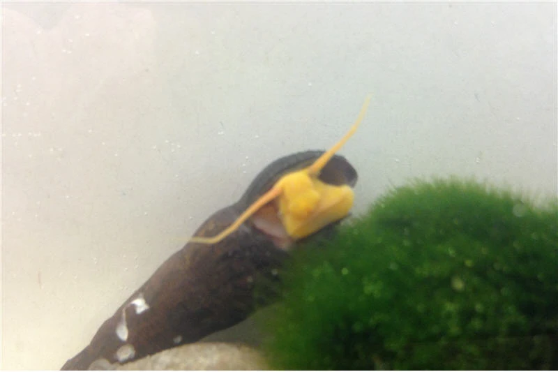 Bundle Große Putz-Truppe: 5 x Rennschnecke + 2 x Tylomelania + 6 x Amanogarnele Bundle Große Putz-Truppe: 5 X Rennschnecke + 2 X Tylomelania + 6 X Amanogarnele -Zoofachgeschäft IMG 0334