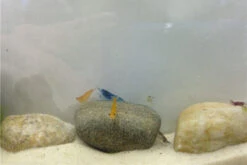 Bundle Bunte Truppe: 10 X Neocaridina Im Farbmix + Javamoos -Zoofachgeschäft IMG 0352