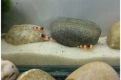 Bundle Scaper Truppe: 10 X Crystal Red Garnele + Mangrovenwurzel Mit Moos -Zoofachgeschäft IMG 0365