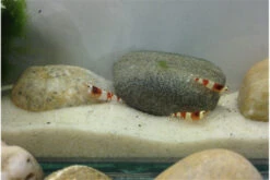 Bundle Scaper Truppe: 10 X Crystal Red Garnele + Mangrovenwurzel Mit Moos -Zoofachgeschäft IMG 0367