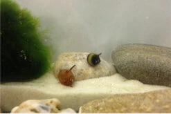 Nano Putz-Truppe: 4x Geweihschnecke + 5x Turmdeckelschnecke -Zoofachgeschäft IMG 0378