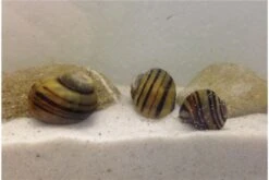 Apfelschnecken-Bundle: 3x Zebra-Apfelschnecke , Asolene Spixi