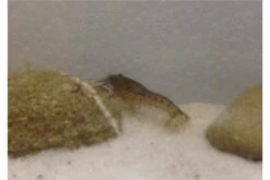 Kleinster Zwergflußkrebs - Cambarellus Diminutus - Paar + Handgemachte Krebshöhle -Zoofachgeschäft IMG 0479