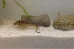 Kleinster Zwergflußkrebs - Cambarellus Diminutus - Paar + Handgemachte Krebshöhle -Zoofachgeschäft IMG 0481