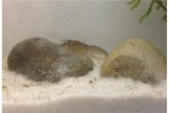 Kleinster Zwergflußkrebs - Cambarellus Diminutus - Paar + Handgemachte Krebshöhle -Zoofachgeschäft IMG 0482