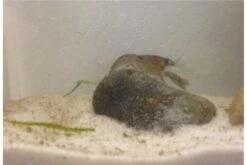 Kleinster Zwergflußkrebs - Cambarellus Diminutus - Paar + Handgemachte Krebshöhle -Zoofachgeschäft IMG 0487