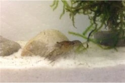 Kleinster Zwergflußkrebs - Cambarellus Diminutus - Paar + Handgemachte Krebshöhle -Zoofachgeschäft IMG 0488