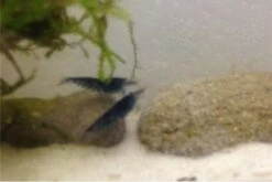 Tiger-Bundle: 10 X Blaue Tigergarnele, Caridina Cf. Cantonensis + Portion Javamoos -Zoofachgeschäft IMG 0504