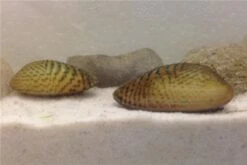 Schwebealgen-Bundle: 2x Ornamentmuscheln + 1 Portion Büschelfarn + 4 Bund-Pflanzen 6 Schwebealgen-Bundle: 2x Ornamentmuscheln + 1 Portion Büschelfarn + 4 Bund-Pflanzen -Zoofachgeschäft IMG 0509