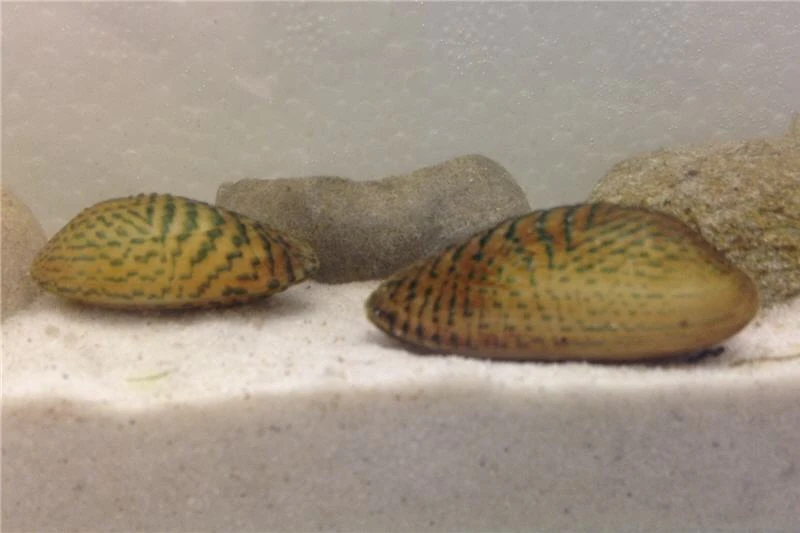 Schwebealgen-Bundle: 2x Ornamentmuscheln + 1 Portion Büschelfarn + 4 Bund-Pflanzen Schwebealgen-Bundle: 2x Ornamentmuscheln + 1 Portion Büschelfarn + 4 Bund-Pflanzen -Zoofachgeschäft IMG 0509