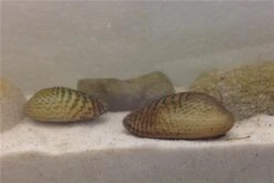 Schwebealgen-Bundle: 2x Ornamentmuscheln + 1 Portion Büschelfarn + 4 Bund-Pflanzen 7 Schwebealgen-Bundle: 2x Ornamentmuscheln + 1 Portion Büschelfarn + 4 Bund-Pflanzen -Zoofachgeschäft IMG 0510