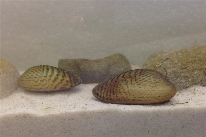 Schwebealgen-Bundle: 2x Ornamentmuscheln + 1 Portion Büschelfarn + 4 Bund-Pflanzen Schwebealgen-Bundle: 2x Ornamentmuscheln + 1 Portion Büschelfarn + 4 Bund-Pflanzen -Zoofachgeschäft IMG 0510