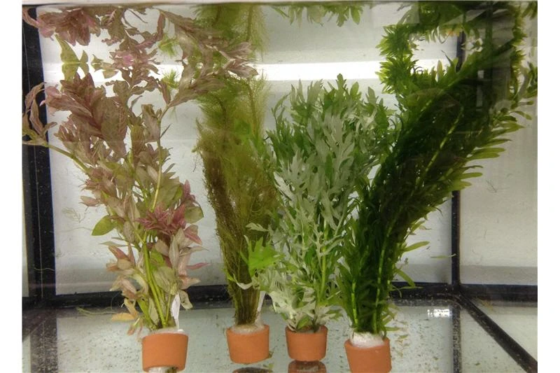 Schwebealgen-Bundle: 2x Ornamentmuscheln + 1 Portion Büschelfarn + 4 Bund-Pflanzen Schwebealgen-Bundle: 2x Ornamentmuscheln + 1 Portion Büschelfarn + 4 Bund-Pflanzen -Zoofachgeschäft IMG 0520