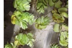 Schwebealgen-Bundle: 2x Ornamentmuscheln + 1 Portion Büschelfarn + 4 Bund-Pflanzen 4 Schwebealgen-Bundle: 2x Ornamentmuscheln + 1 Portion Büschelfarn + 4 Bund-Pflanzen -Zoofachgeschäft IMG 0523