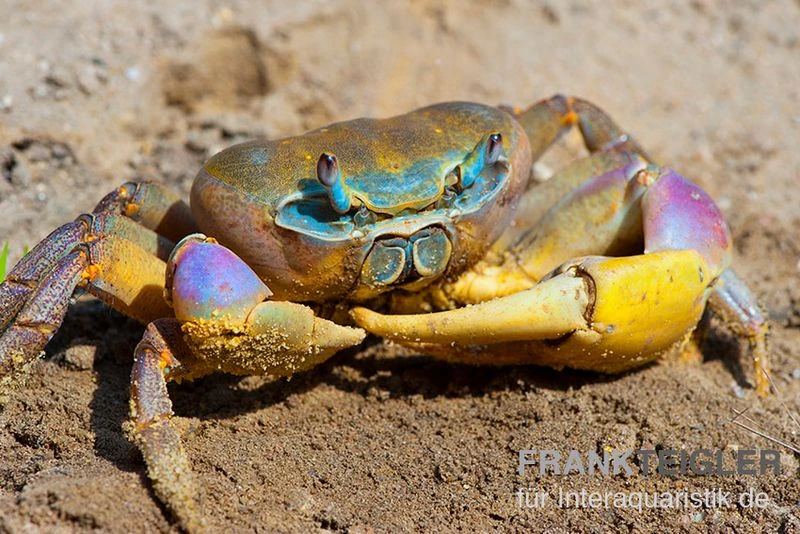Indonesische Riesenlandkrabbe, Cardisoma carnifex Indonesische Riesenlandkrabbe, Cardisoma Carnifex -Zoofachgeschäft Indonesische Riesenlandkrabbe Cardisoma carnifex 1