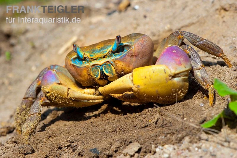 Indonesische Riesenlandkrabbe, Cardisoma carnifex Indonesische Riesenlandkrabbe, Cardisoma Carnifex -Zoofachgeschäft Indonesische Riesenlandkrabbe Cardisoma carnifex 2