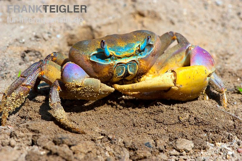 Indonesische Riesenlandkrabbe, Cardisoma carnifex Indonesische Riesenlandkrabbe, Cardisoma Carnifex -Zoofachgeschäft Indonesische Riesenlandkrabbe Cardisoma carnifex 3