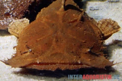 Indonesischer Großmaulwels, Chaca Bankanensis -Zoofachgeschäft Indonesischer Grossmaulwels Chaca bankanensis 2