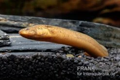 Indonesischer Kurzflossen-Aal, Anguilla Bicolor 3 Indonesischer Kurzflossen-Aal, Anguilla Bicolor -Zoofachgeschäft Indonesischer Kurzflossen Aal Anguilla bicolor neu 2