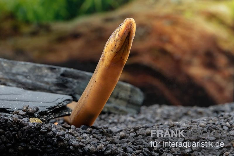 Indonesischer Kurzflossen-Aal, Anguilla bicolor Indonesischer Kurzflossen-Aal, Anguilla Bicolor -Zoofachgeschäft Indonesischer Kurzflossen Aal Anguilla bicolor neu 3