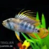 Inka Zwergbuntbarsch, Apistogramma Baenschi Inka, Paarweise -Zoofachgeschäft Inka Zwergbuntbarsch Apistogramma baenschi inka