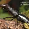 Java-Hirschkäfer, Hexarthrius Buqueti -Zoofachgeschäft Java Hirschkaefer Hexarthrius buqueti 1