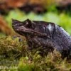 Java Zipfelfrosch, Megophrys Montana -Zoofachgeschäft Java Zipfelfrosch Megophrys montana 1