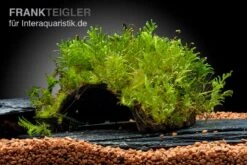 Oranger Zwergflußkrebs - Cambarellus CPO-Paar + Bepflanzte Kokosnusshöhle -Zoofachgeschäft Javamoos Vesicularia dubyana auf Kokosnusshoehle neu 2