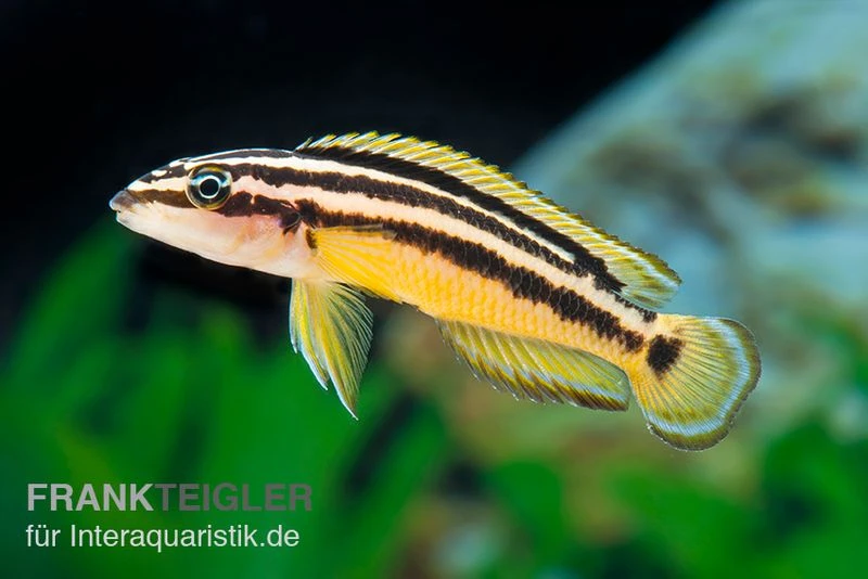 Streifen-Schlankcichlide, Julidochromis ornatus YELLOW, DNZ Streifen-Schlankcichlide, Julidochromis Ornatus YELLOW, DNZ -Zoofachgeschäft Julidochromis ornatus YELLOW Schlankcichlide