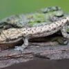 Jungferngecko, Lepidodactylus Lugubris -Zoofachgeschäft Jungferngecko Lepidodactylus lugubris