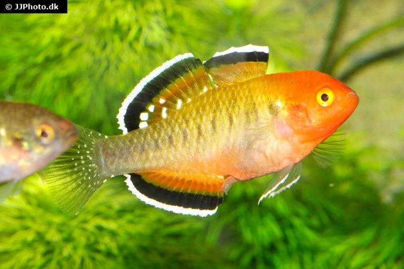 Kaisergrundel, Hypseleotris compressa, 4-5 cm Kaisergrundel, Hypseleotris Compressa, 4-5 Cm -Zoofachgeschäft Kaisergrundel Hypseleotris compressa 1