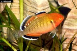 Kaisergrundel, Hypseleotris Compressa, 4-5 Cm 3 Kaisergrundel, Hypseleotris Compressa, 4-5 Cm -Zoofachgeschäft Kaisergrundel Hypseleotris compressa 2