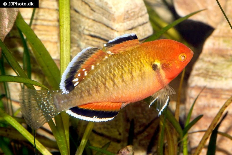 Kaisergrundel, Hypseleotris compressa, 4-5 cm Kaisergrundel, Hypseleotris Compressa, 4-5 Cm -Zoofachgeschäft Kaisergrundel Hypseleotris compressa 2