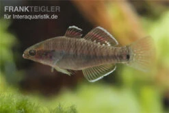 Kaisergrundel, Hypseleotris Compressa, 4-5 Cm 4 Kaisergrundel, Hypseleotris Compressa, 4-5 Cm -Zoofachgeschäft Kaisergrundel Hypseleotris compressa