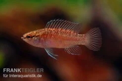 Kajal-Zwergblaubarsch, Dario Kajal (paarweise) -Zoofachgeschäft Kajal Zwergblaubarsch Dario kajal 2