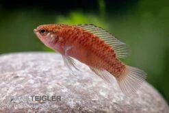 Kajal-Zwergblaubarsch, Dario Kajal (paarweise) -Zoofachgeschäft Kajal Zwergblaubarsch Dario kajal 3