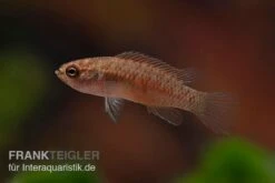 Kajal-Zwergblaubarsch, Dario Kajal (paarweise) -Zoofachgeschäft Kajal Zwergblaubarsch Dario kajal 4