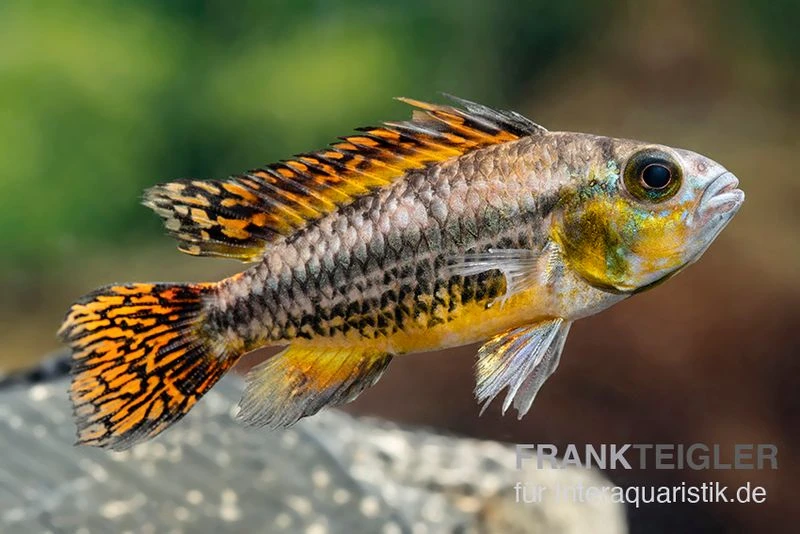 Kakaduzwergbuntbarsch rot, Apistogramma cacatuoides, paarweise Kakaduzwergbuntbarsch Rot, Apistogramma Cacatuoides, Paarweise -Zoofachgeschäft Kakaduzwergbuntbarsch rot Apistogramma cacatuoides paarweise 1